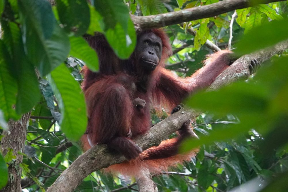Bornean Orangutan and infant