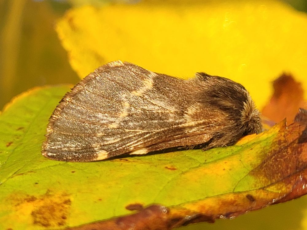 December Moth