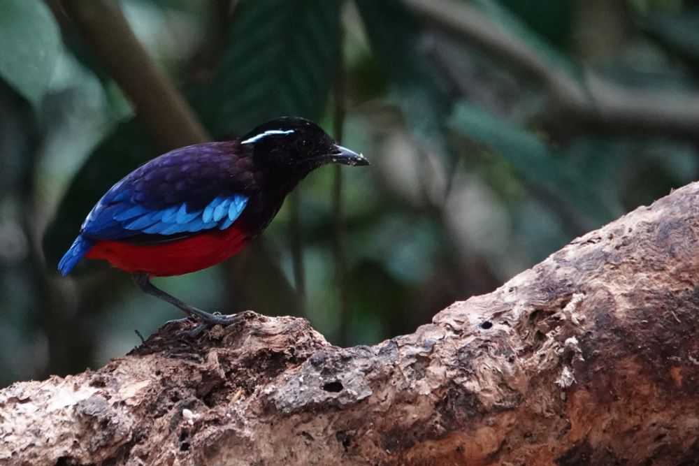 Black-crowned Pitta