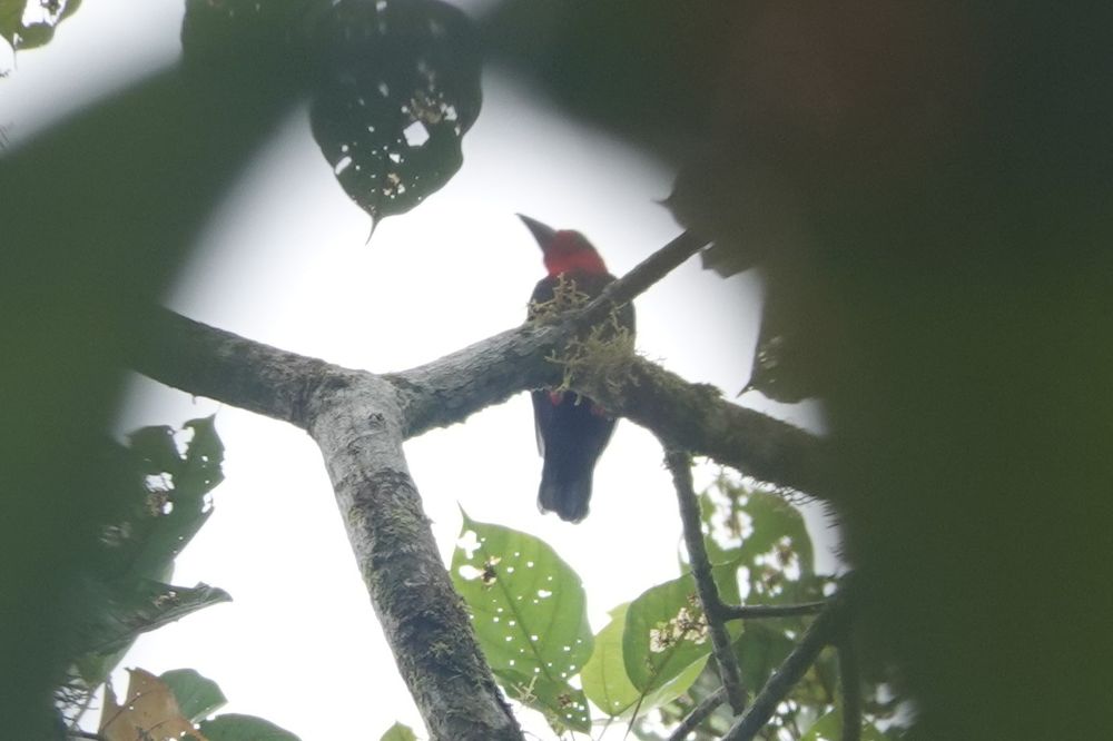 Bornean Bristlehead