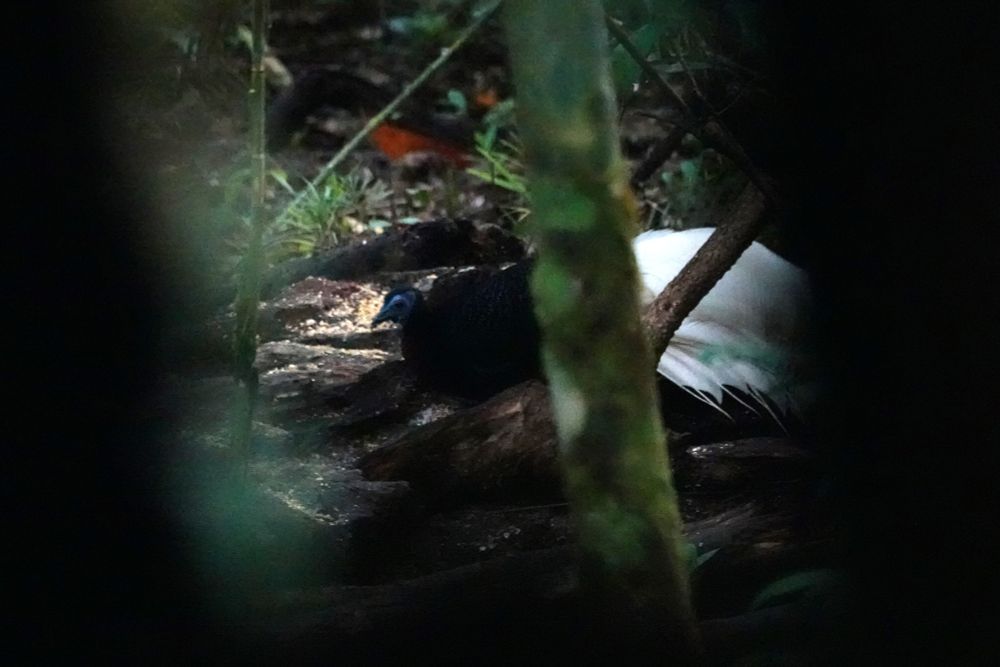 Bulwer's Pheasant