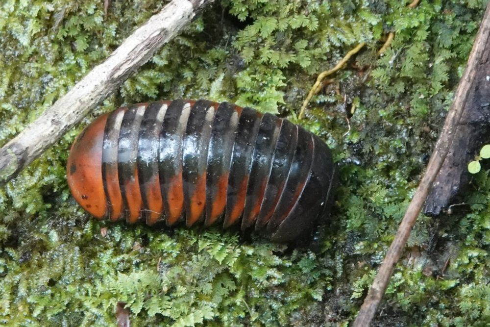 Giant Pill Millipede