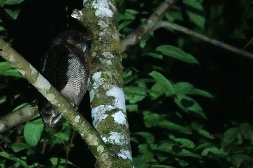 Bornean Wood Owl