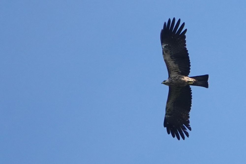 A juvenile Black Eagle - such a distinctive shape