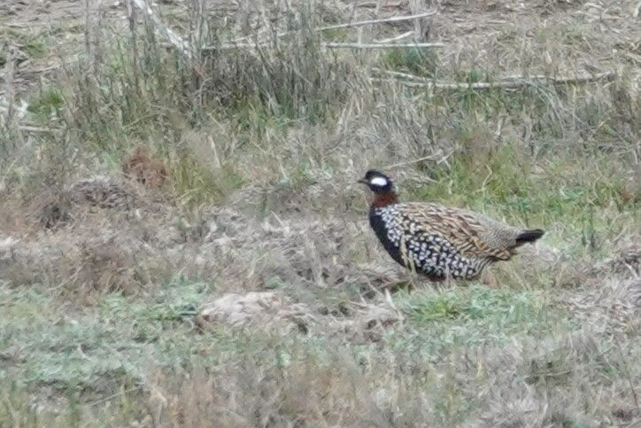 Black Francolin