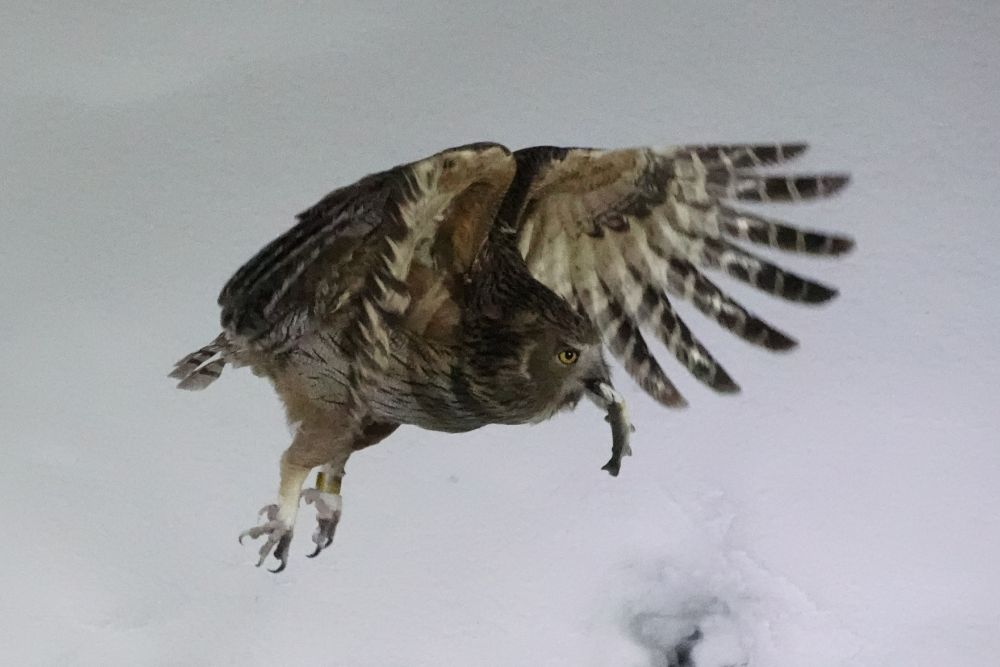 Blakiston's Fishing Owl