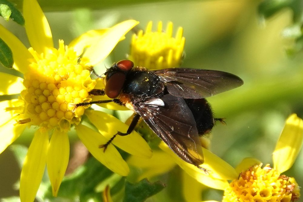 Phasia hemiptera