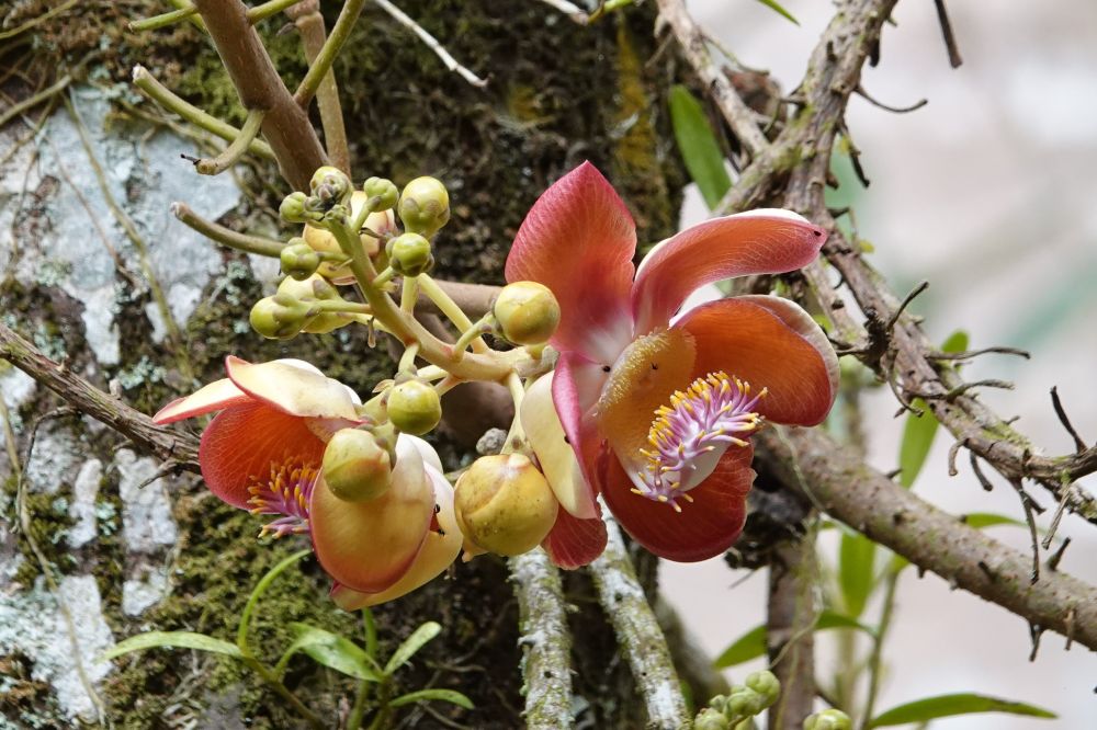 Cannonball Tree - Couroupita guianensis