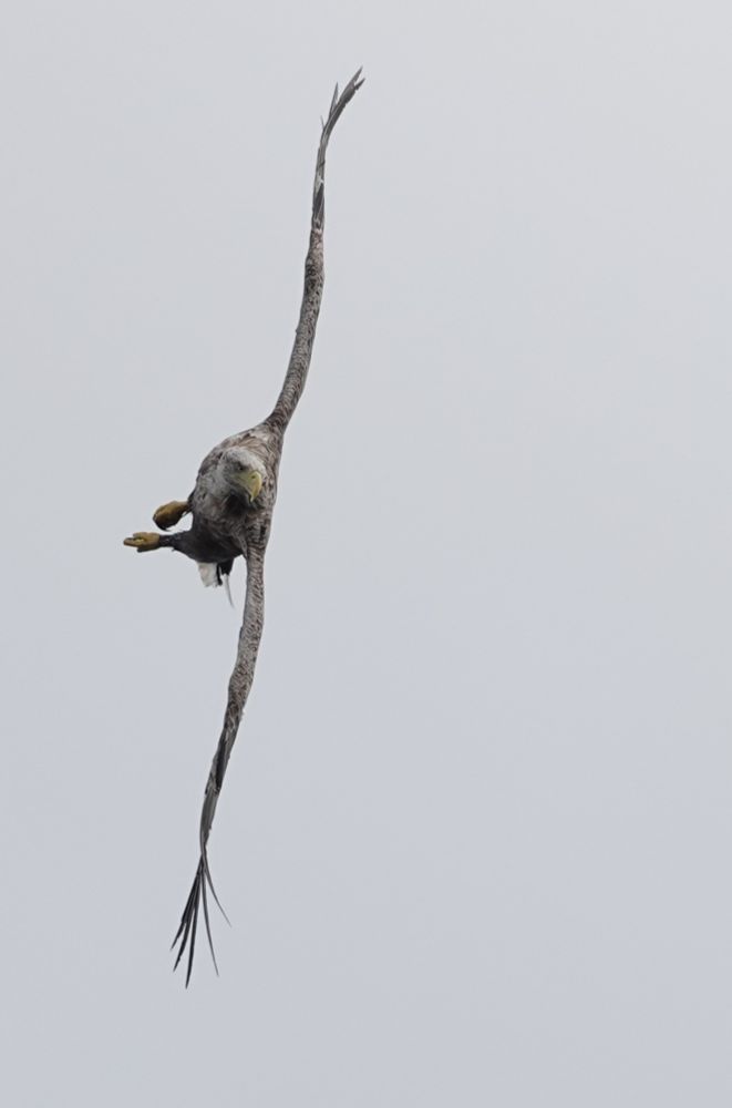 White-tailed Eagle