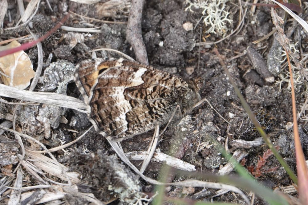 Grayling