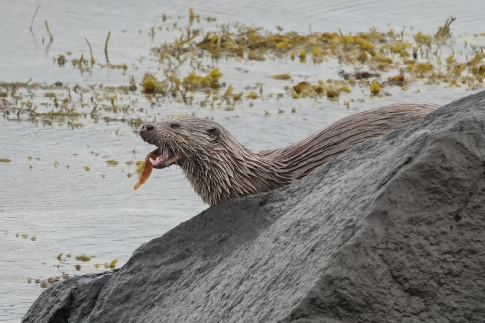 European Otter