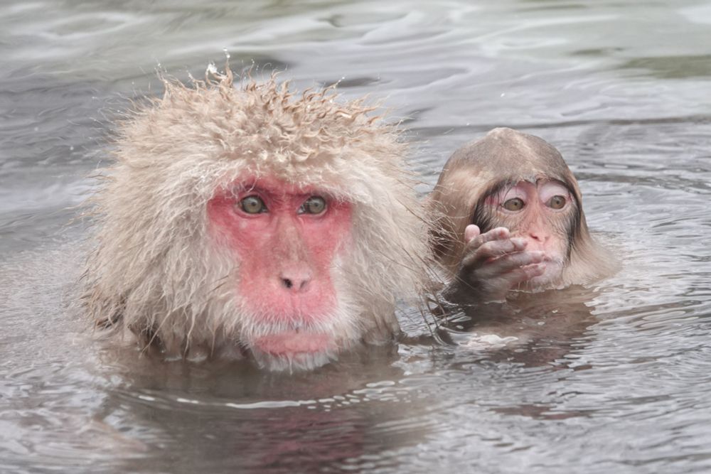 Japanese Macaques
