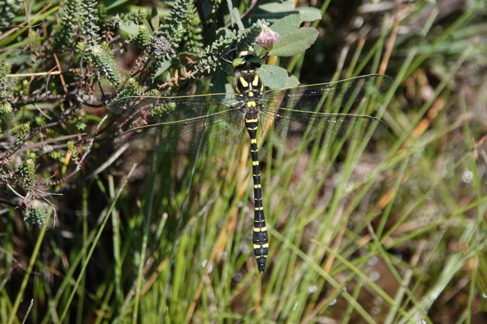 Golden Ringed Dragonfly