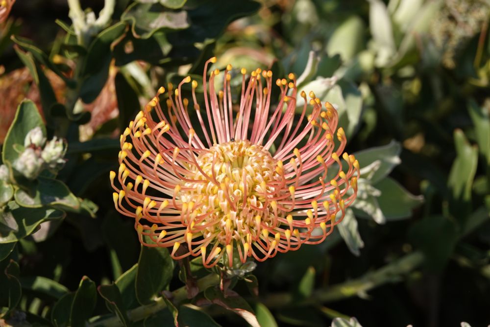 Protea sp