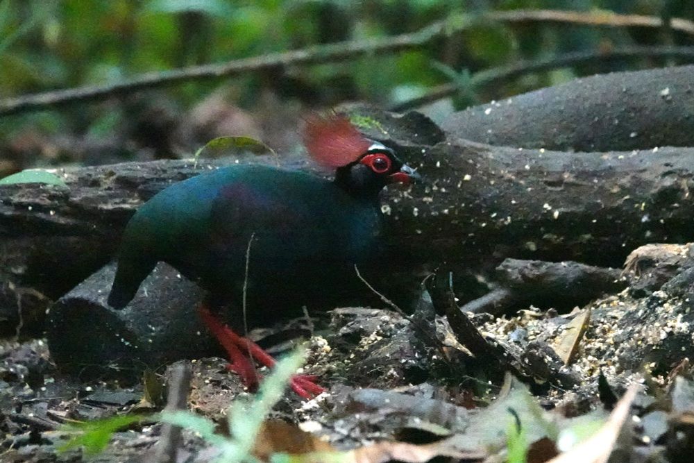 Crested Partridge