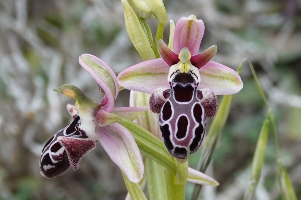 Kotschy's Bee Orchid 