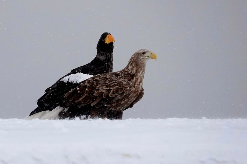 Steller's and White-tailed Eagles