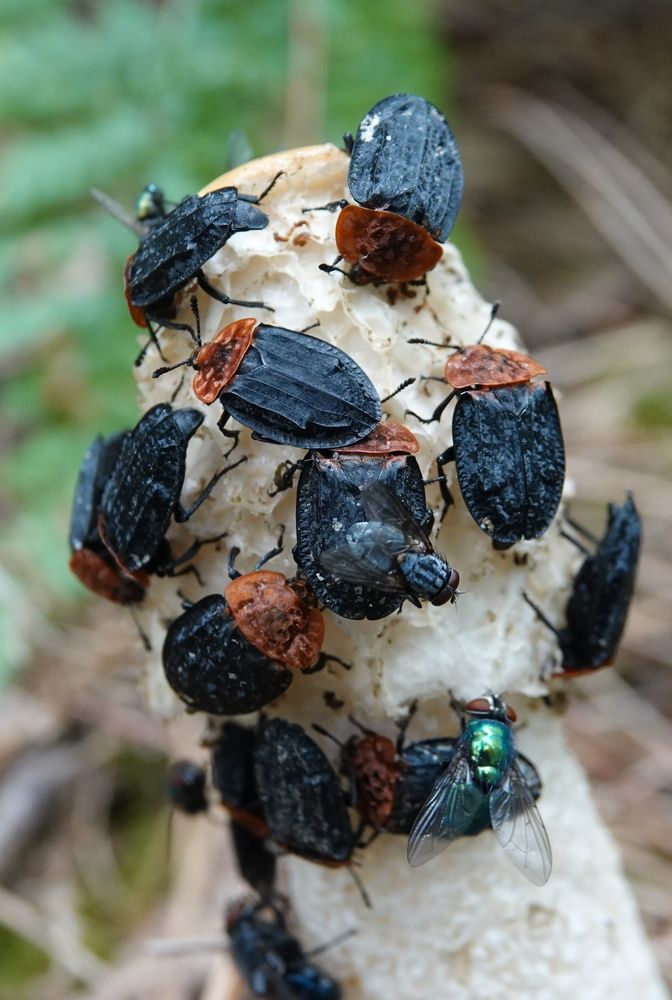 Oiceoptoma thoracicum on Stinkhorn