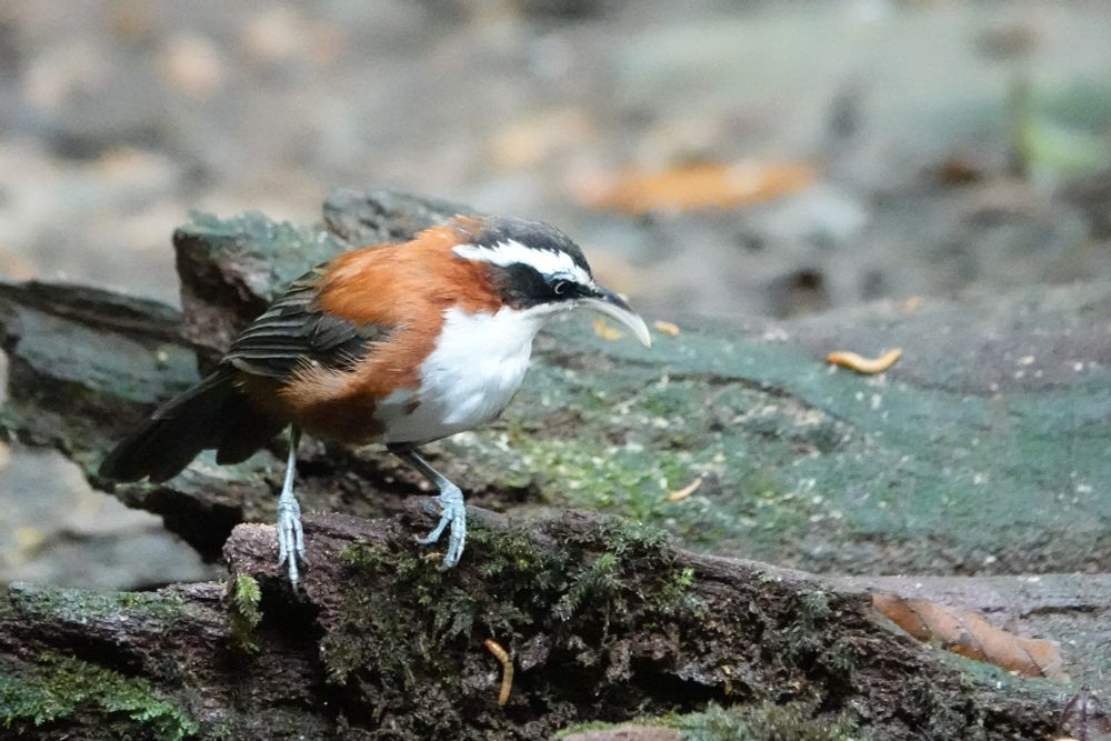 Bornean Scimitar Babbler