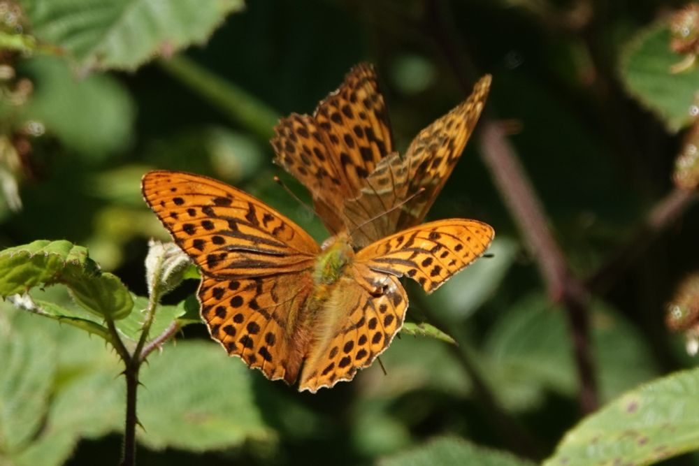 Silver-washed Fritillaries - we saw Dark Green too