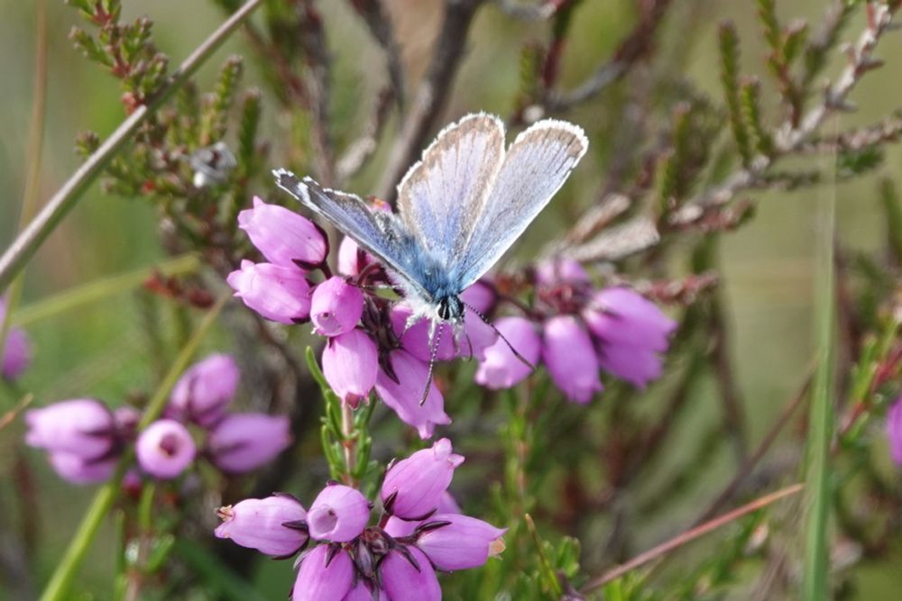 Silver Studded Blue