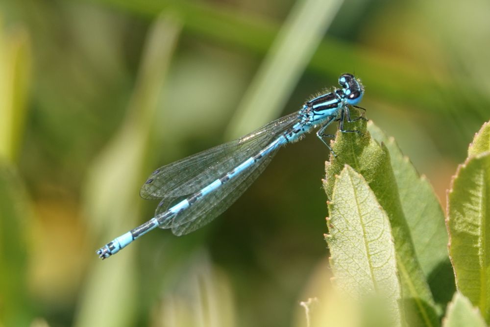 Southern Damselfly