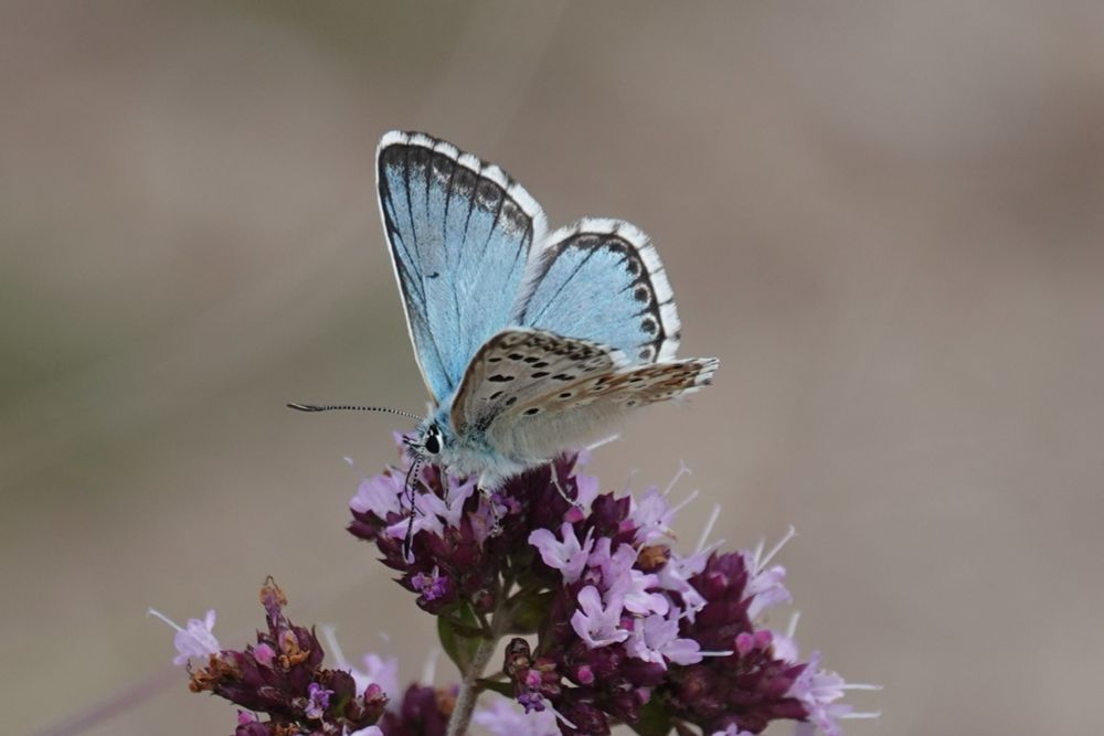 Chalk Hill Blue