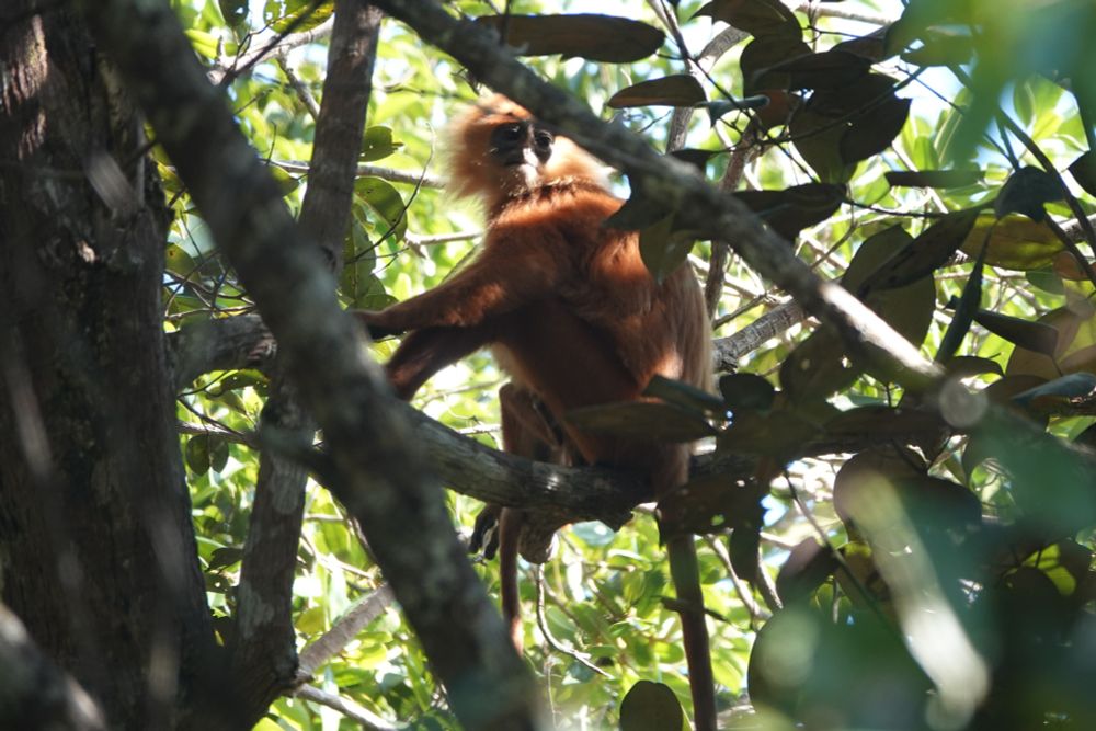 The Silam - Danum race of Red Leaf Monkey - more orangey  She has a baby too