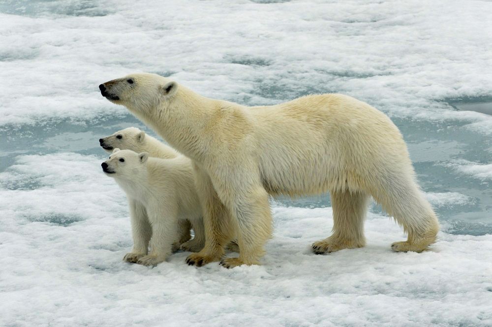 Polar Bears - Steve Bird