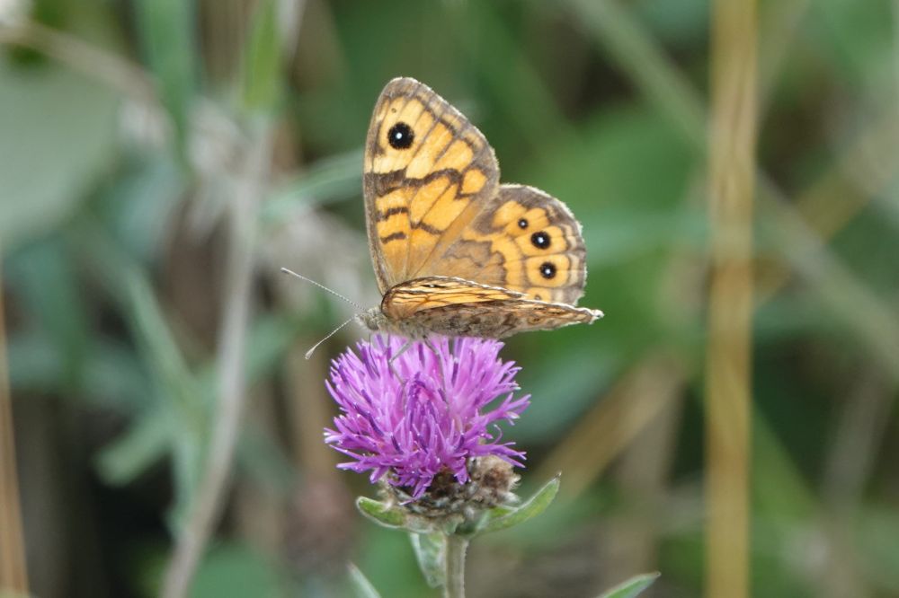 Wall brown