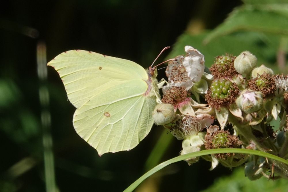so many fresh Brimstones