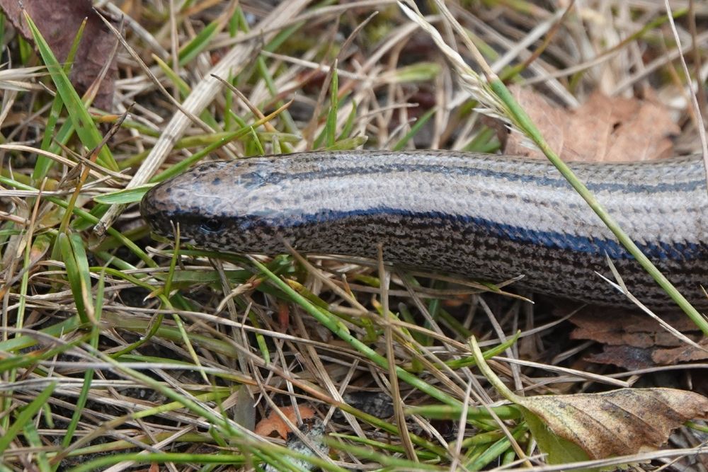 Slow Worm