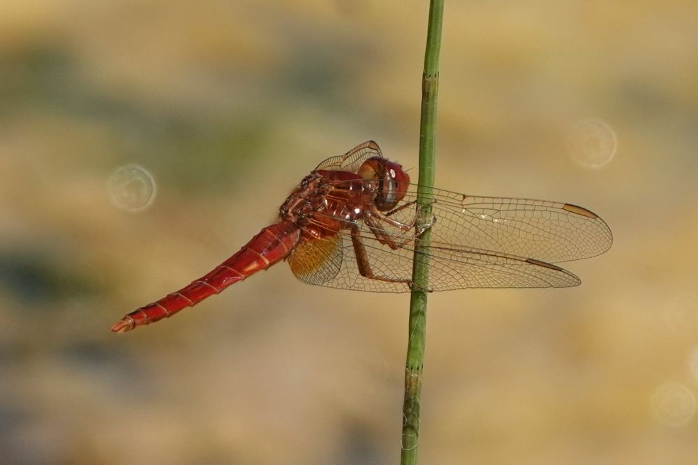 Scarlet Darter