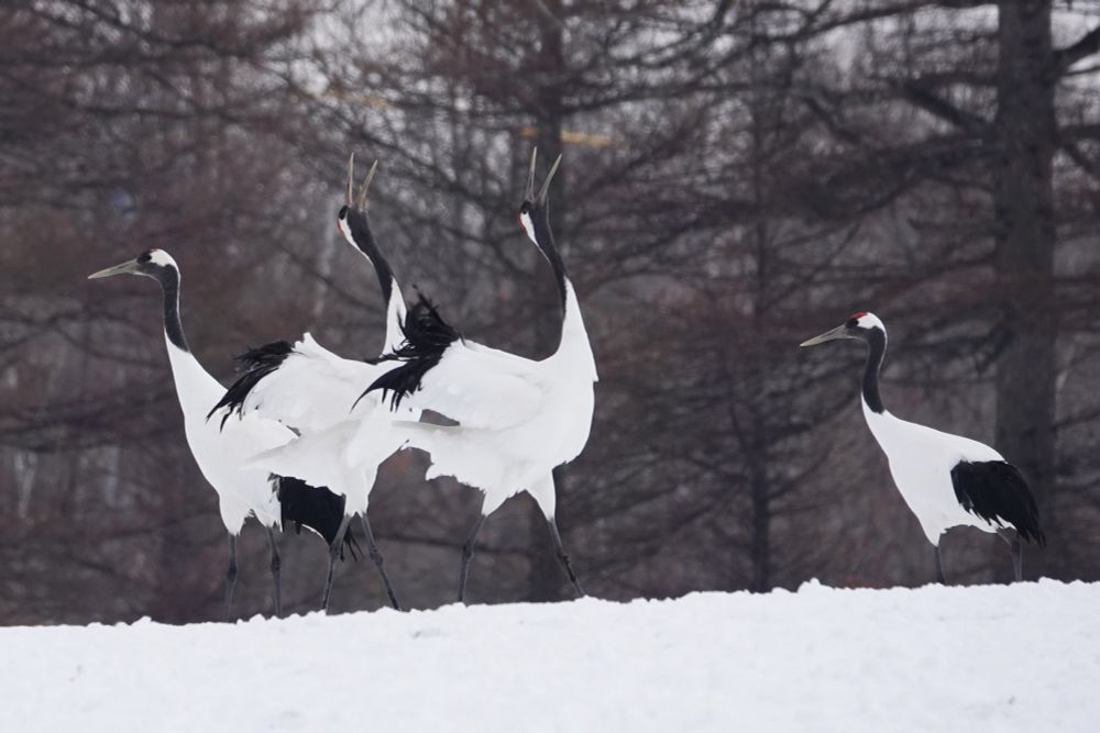 Red Crowned Cranes