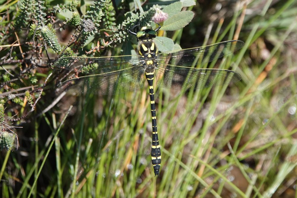 Golden Ringed Dragonfly