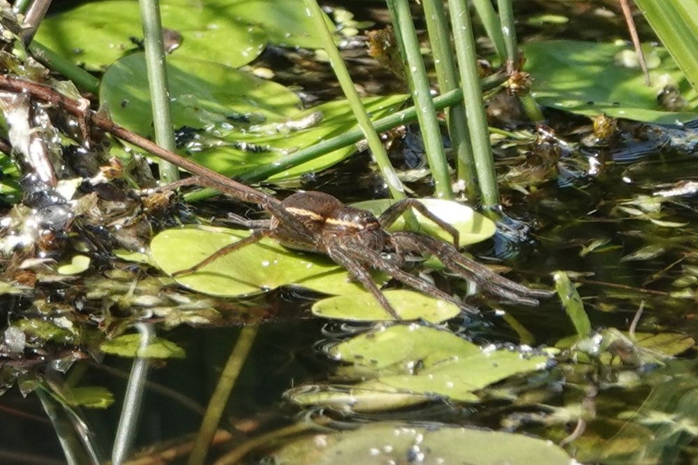 Fen Raft Spider