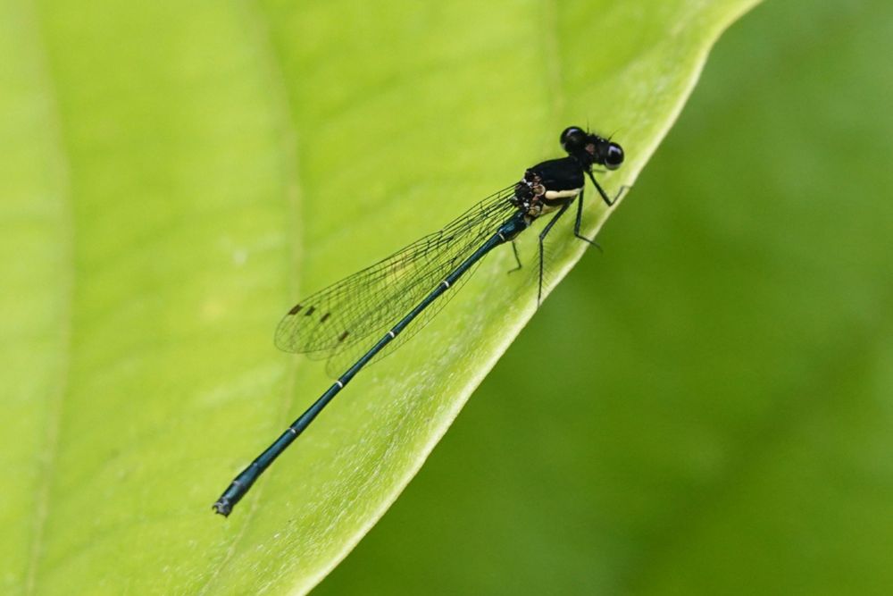 Onychargia atrocyana 