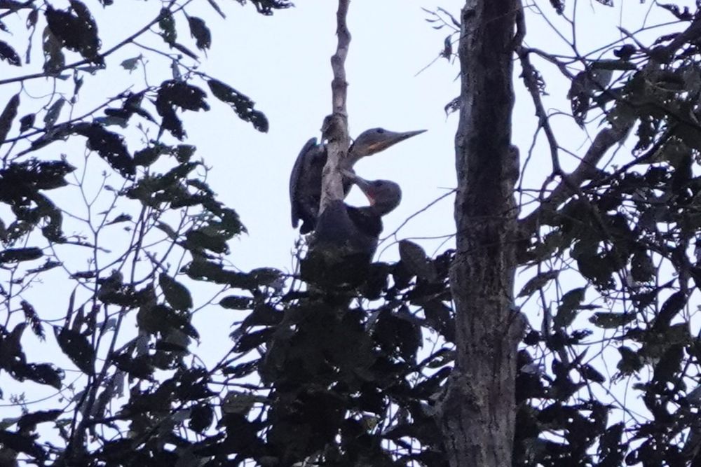 Great Slaty Woodpeckers - epic!