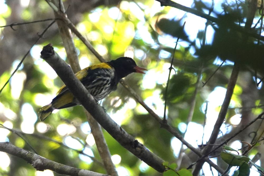 Ventriloquial Oriole - if you can say it