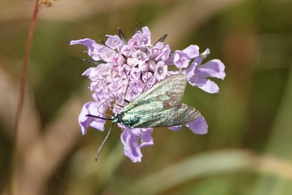 Forester Moth!