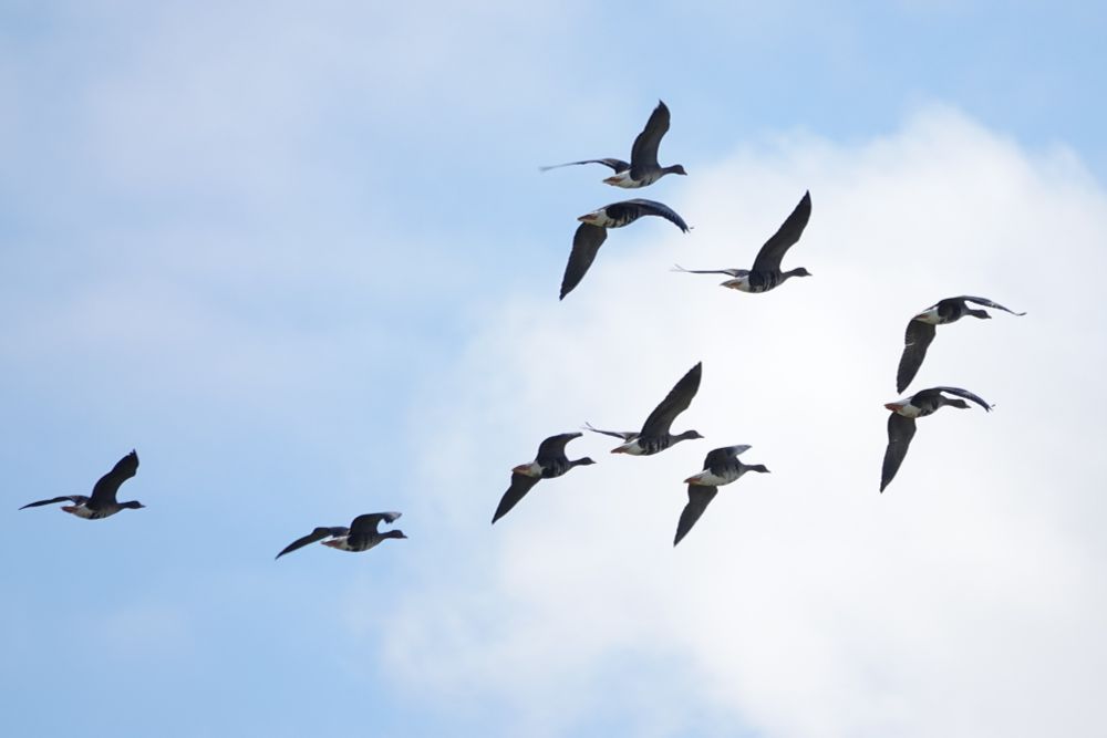 Russian White-fronted Geese