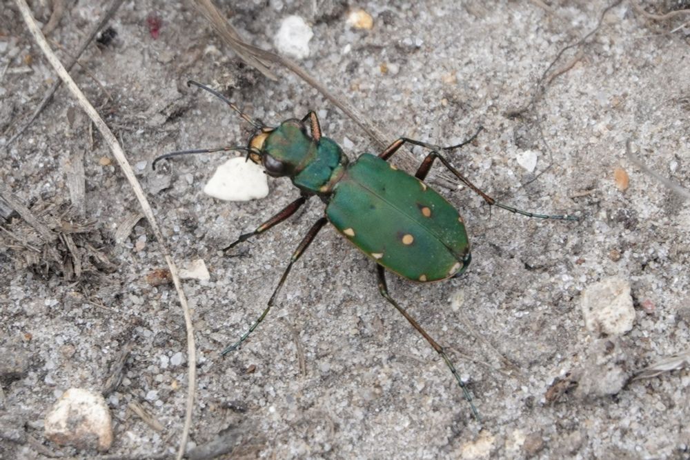 Green Tiger Beetle