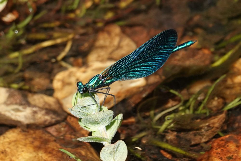 Beautiful Demoiselle