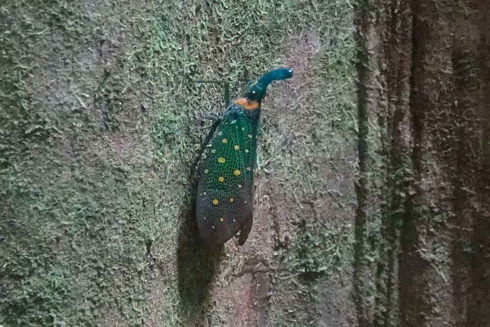 Lantern Bug