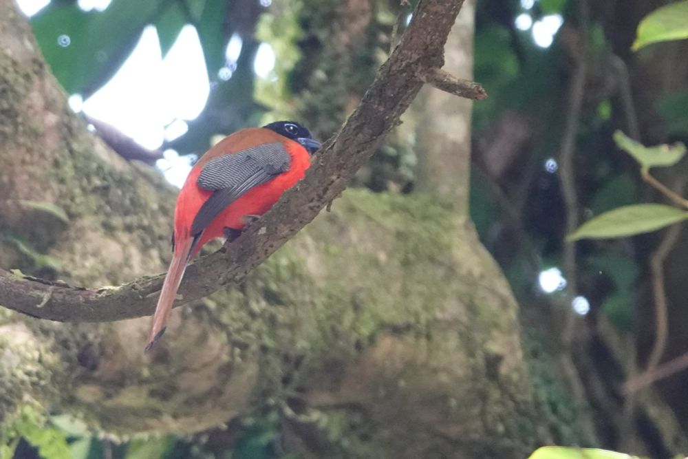 Scarlet Rumped Trogon