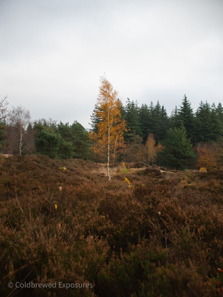 A lone birch tree with orange leaves is in the upper center of the frame, darker green and brown brush fill the foreground. The foreground is out of focus, with teh tree being the focal point. Around the tree is some lighter brown, tall grass. Behind the tree at a distance is a line of green trees.