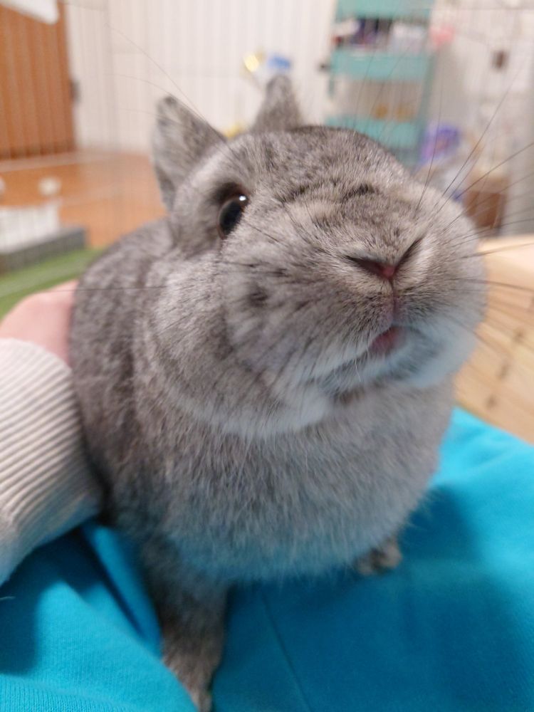 a close up picture of a rabbit looking up at it's owner. the camera perspective makes it look very chubby, as if it ate a bee