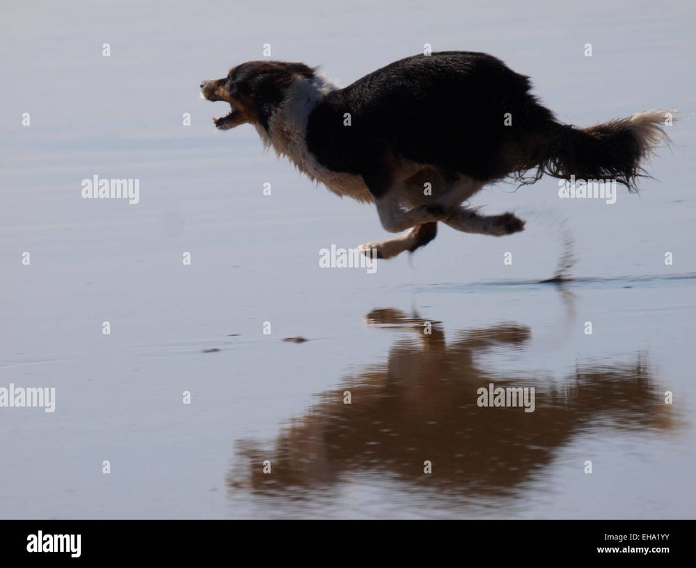 Dog running