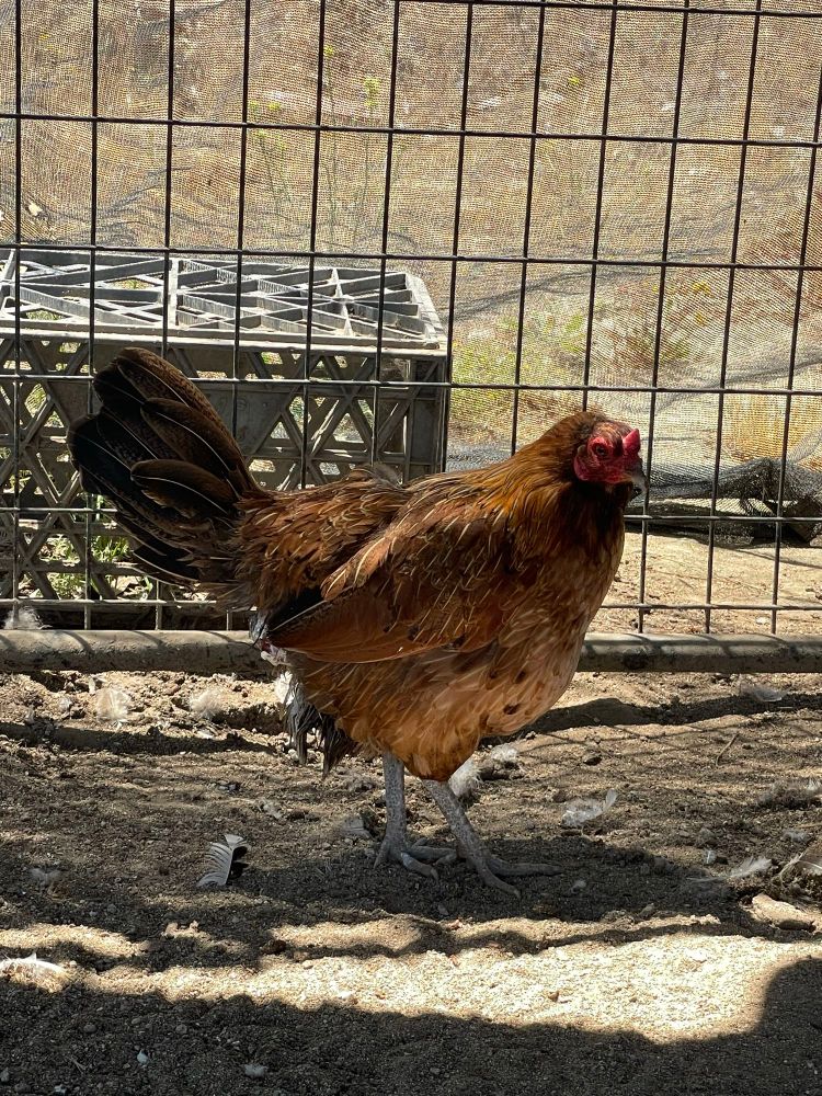 Golden and red chicken looks mistrustingly at the camera. 