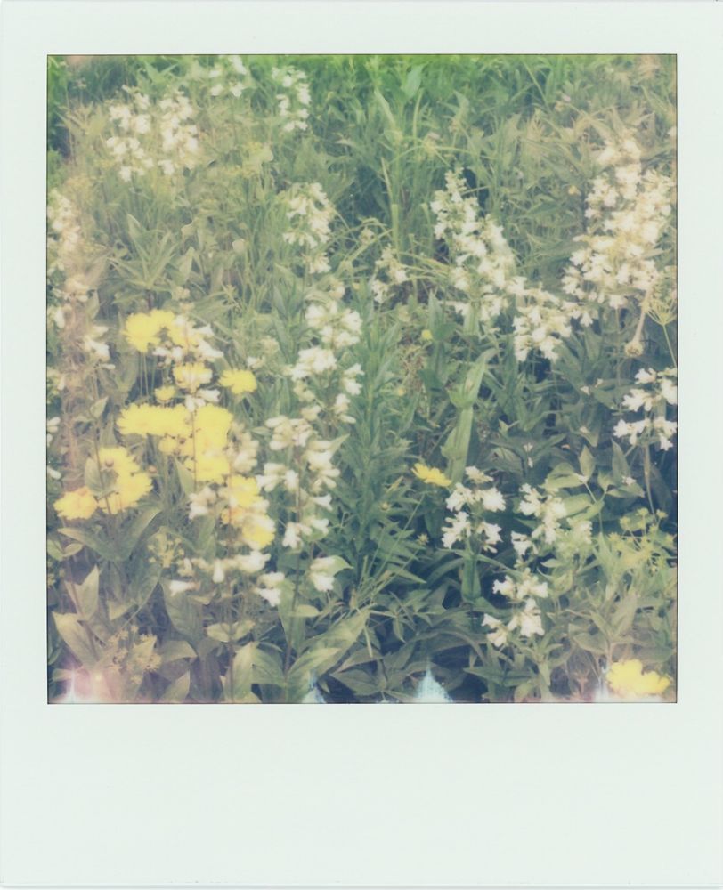 A close up Polaroid of my garden. A group of orange wall flowers in the front left corner, lots of white beardtongue, and the rest filled in with prairie grasses and flowers yet to bloom.